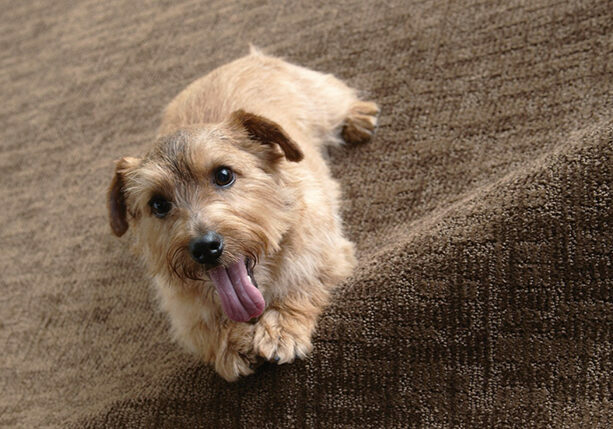 Detail shot with dog Detail shot with dog | Big Bob's Flooring Outlet